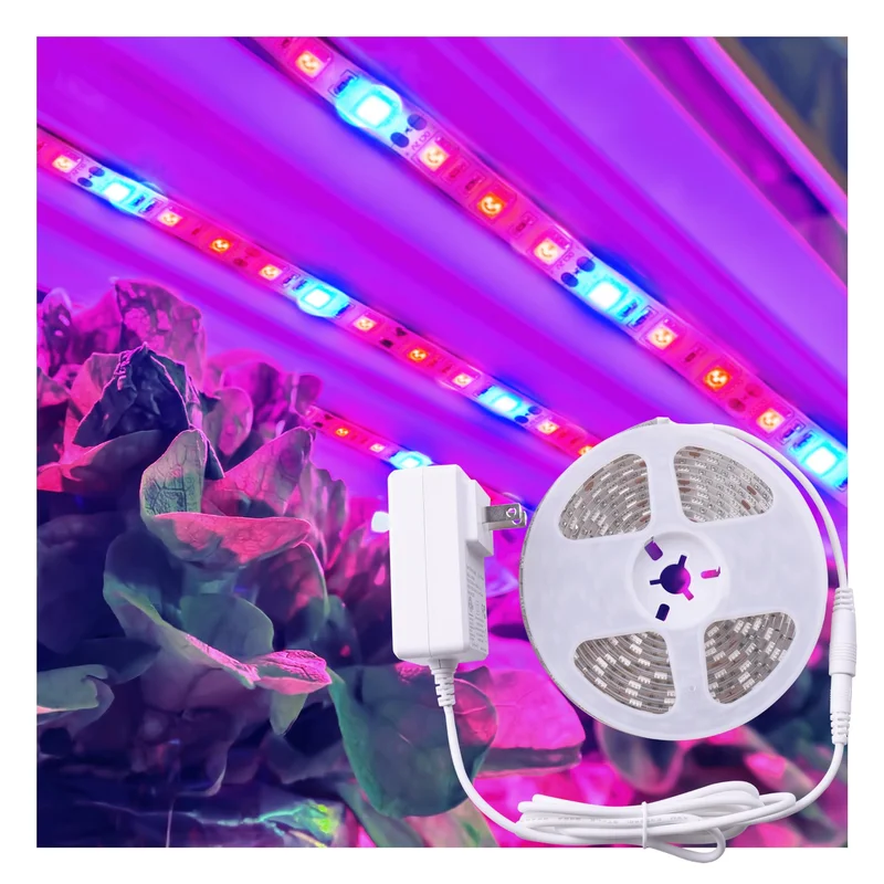 lightsdaddy384129