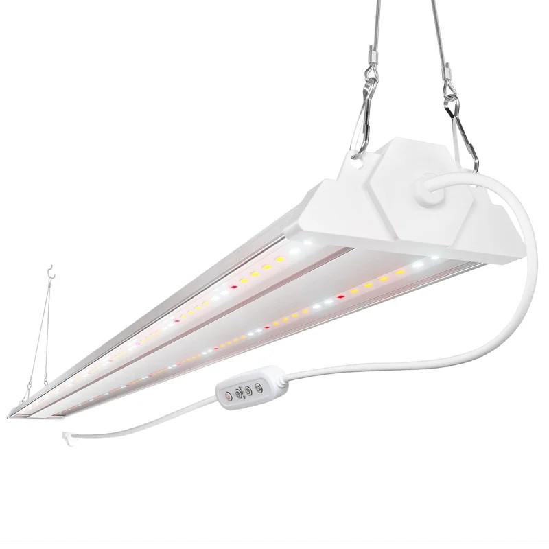 lightsdaddy656136