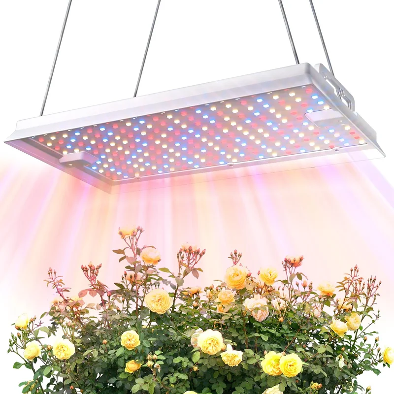 lightsdaddy816507