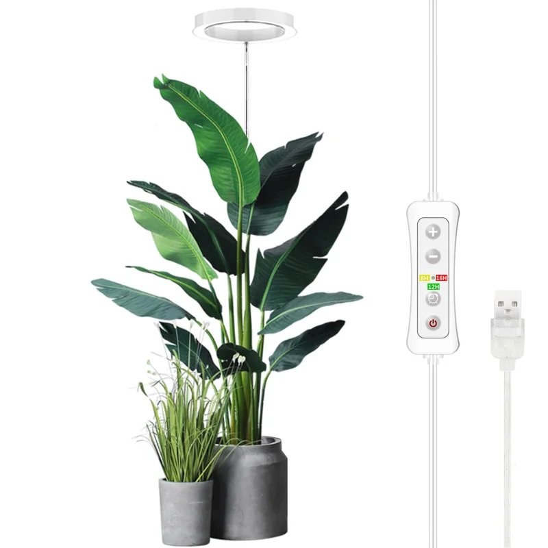 lightsdaddy868571